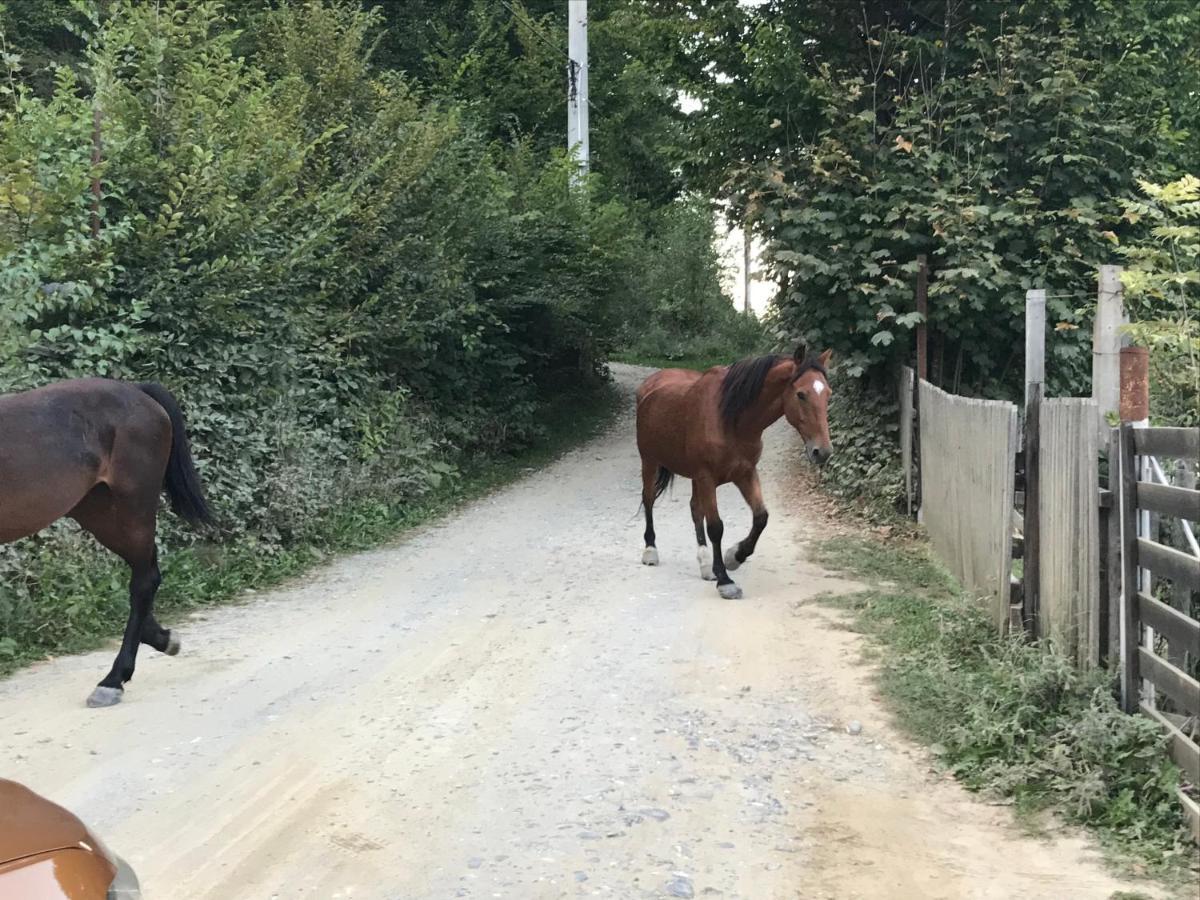 Casutele Doftanei Apartment Tesila Bagian luar foto